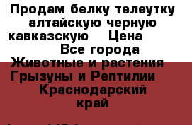 Продам белку телеутку алтайскую,черную кавказскую. › Цена ­ 5 000 - Все города Животные и растения » Грызуны и Рептилии   . Краснодарский край